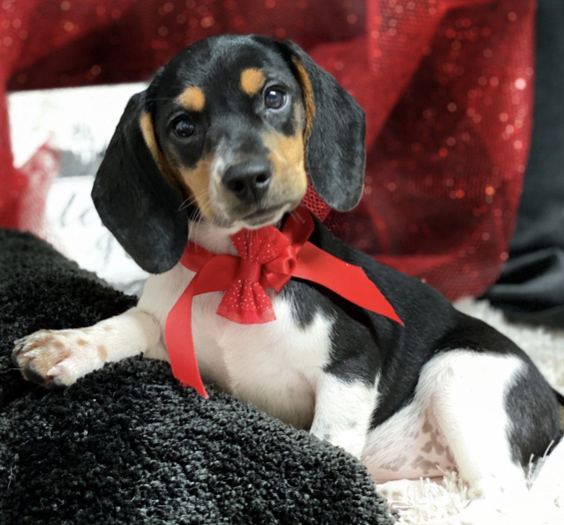 comprar cachorros sanos, baratos y asequibles para la venta